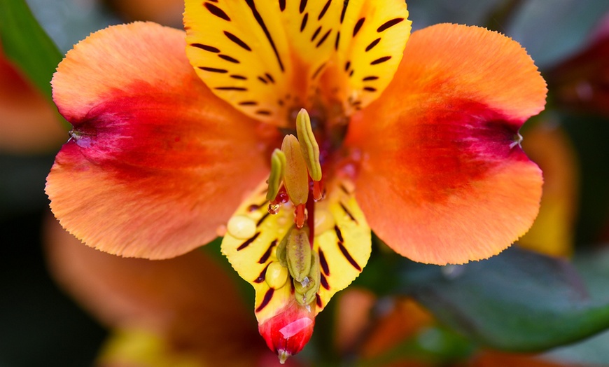Image 4: One, Three or SIx Hardy Alstroemeria Indian Summer