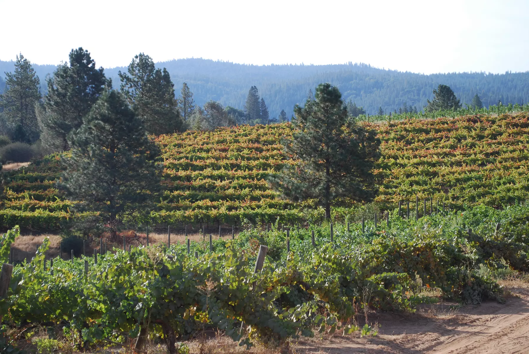 Wine tasting and tour for 2 or 4 with barrel tasting and wine