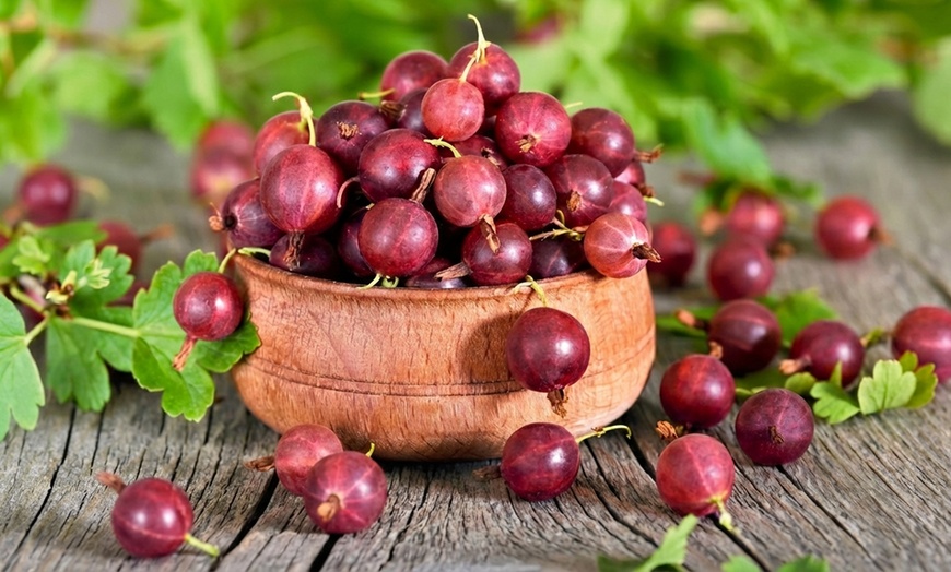 Image 8: Gooseberry Fruit Collection