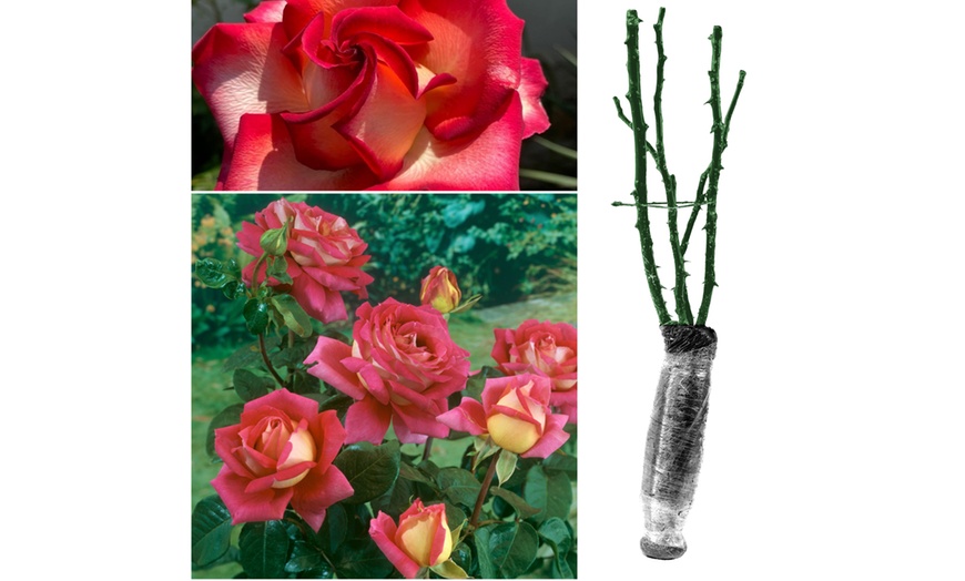 Image 10: Lot de 4 roses à grandes fleurs de la marque 