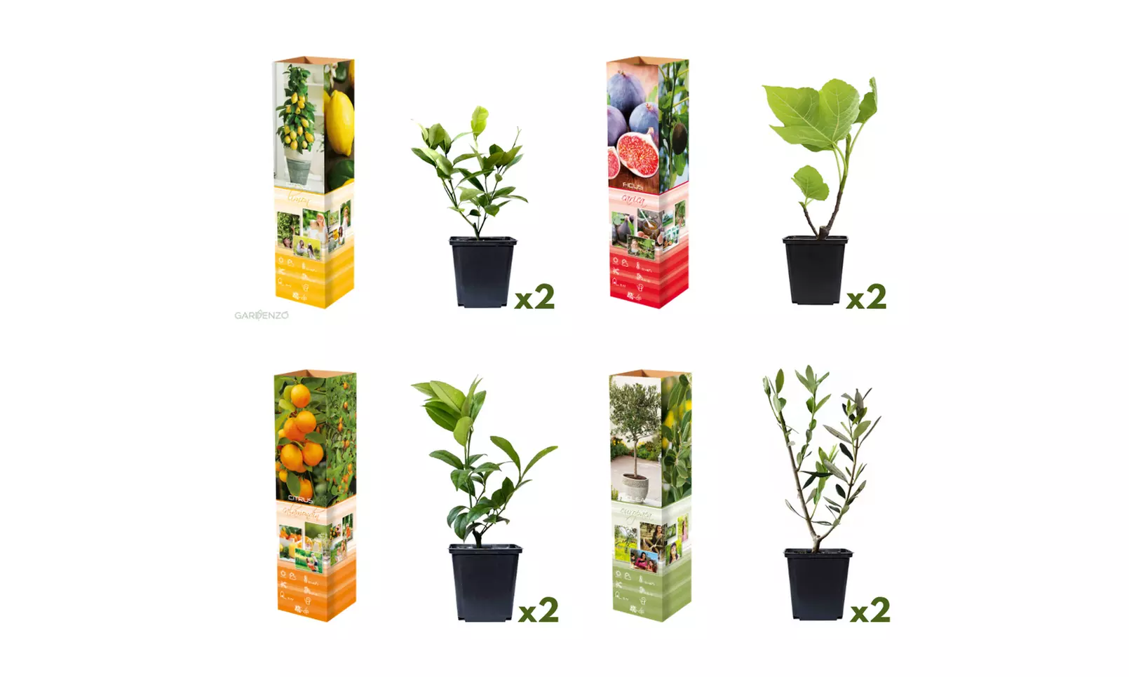 4 plantas mediterráneas