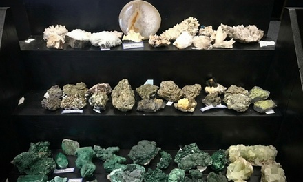 Saturday Admission for 1 Adult - MAPS Museum, New Port Richey, FL