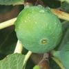 Image 4: One or Two Fig 'Brown Turkey' Potted Plants