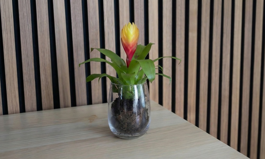 Image 3: Plante d’intérieur exotique Vriesea 'Dorado' en pot plastique