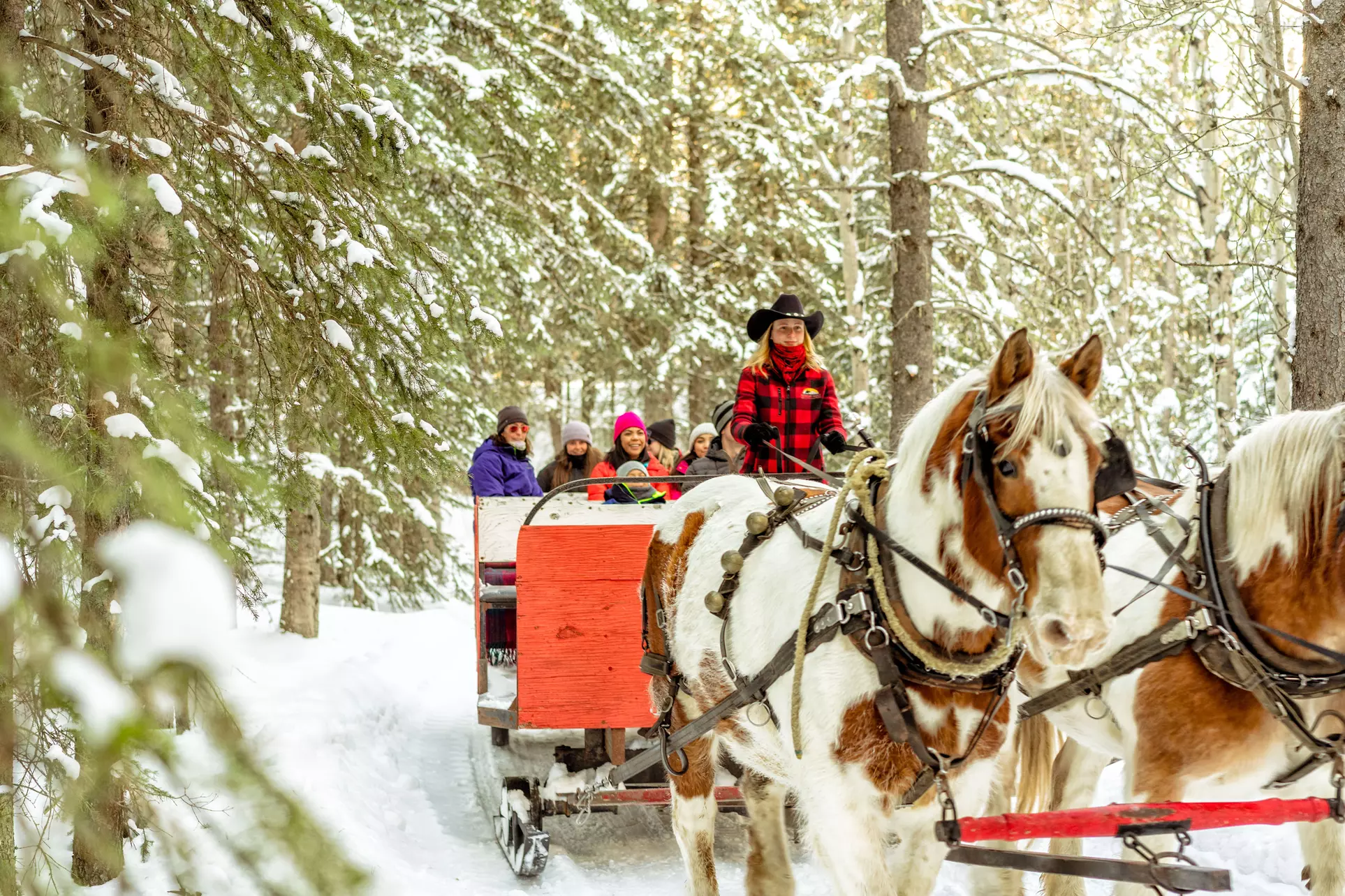 Magically Breathtaking Winter Sleigh Adventure in the Canadian Rockies