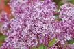 One, Two or Three Dwarf Standard Lilac Tree in 2 Litre Pots - Second Medium