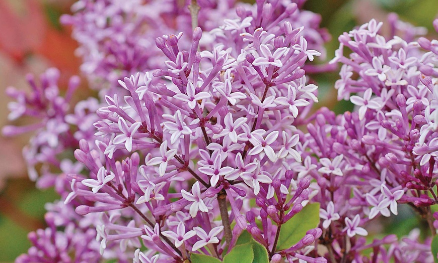 Image 3: One, Two or Three Dwarf Standard Lilac Trees in 2-Litre Pot
