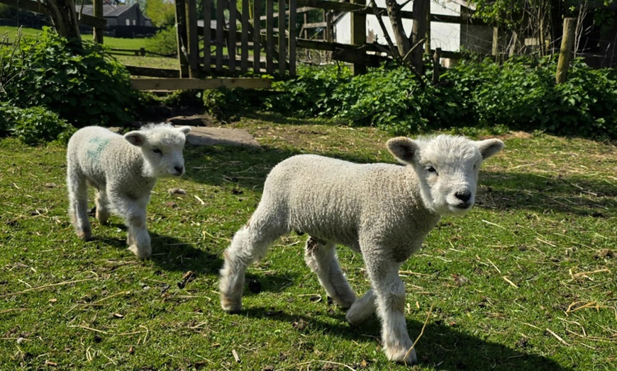 Image 9: Shepherd for a Day with Hands-On Farm Experiences