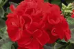 Geranium 'Best Red' - 12, 30 or 60 Plants - Image 5