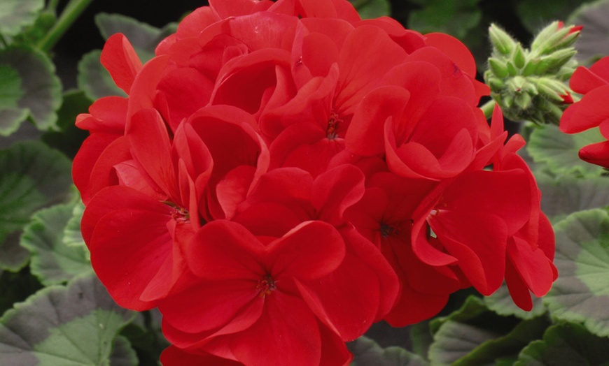 Image 5: Geranium 'Best Red' - 12, 36 or 72 Plants