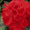 Image 5: Geranium 'Best Red' - 12, 36 or 72 Plants
