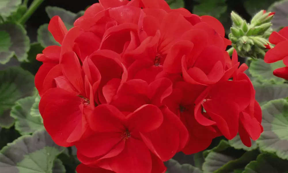 Geranium 'Best Red' - 12, 30 or 60 Plants