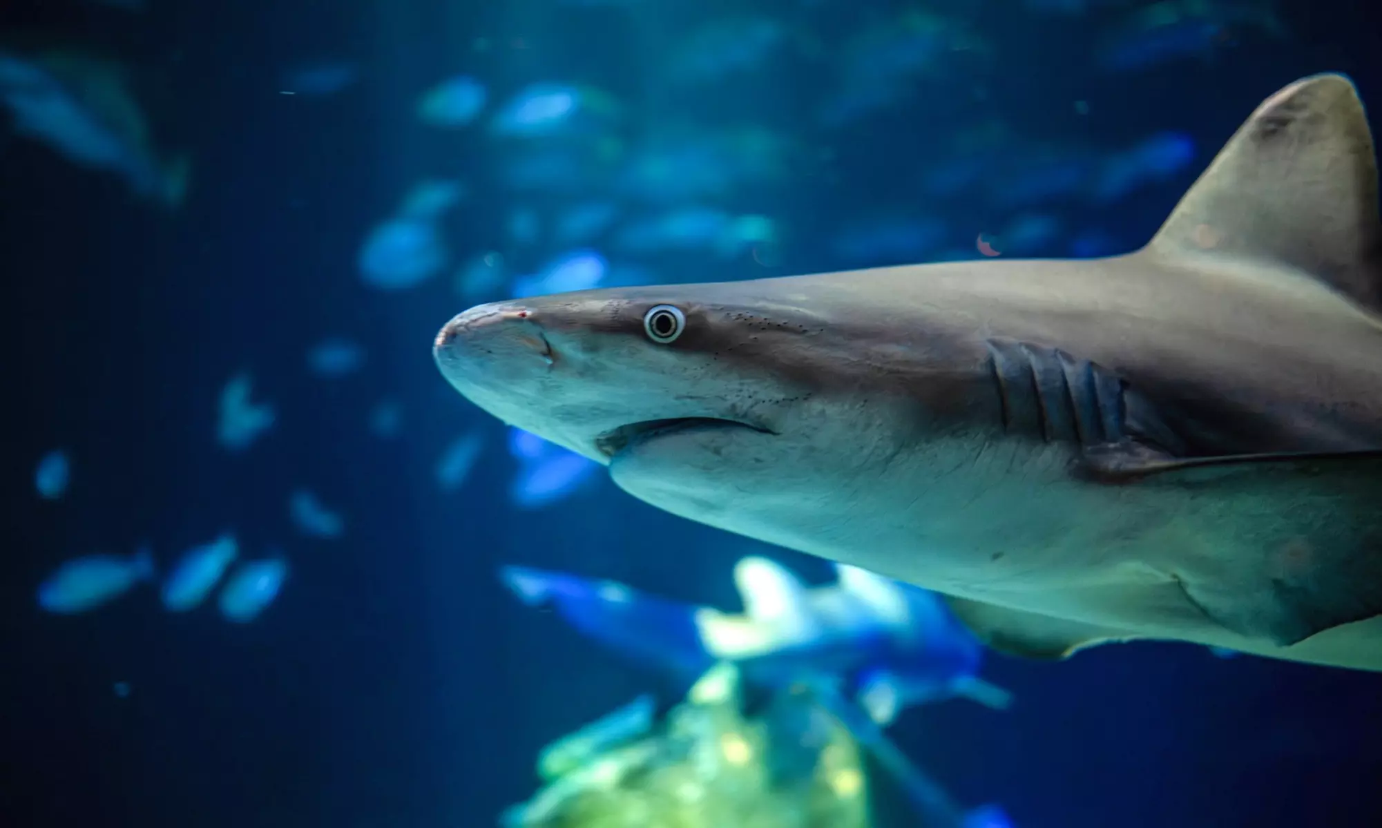 New York Aquarium Admission for One Child or Adult