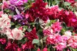 Up to 100 Fuchsia Giant Mixed Collection Plants - Image 4