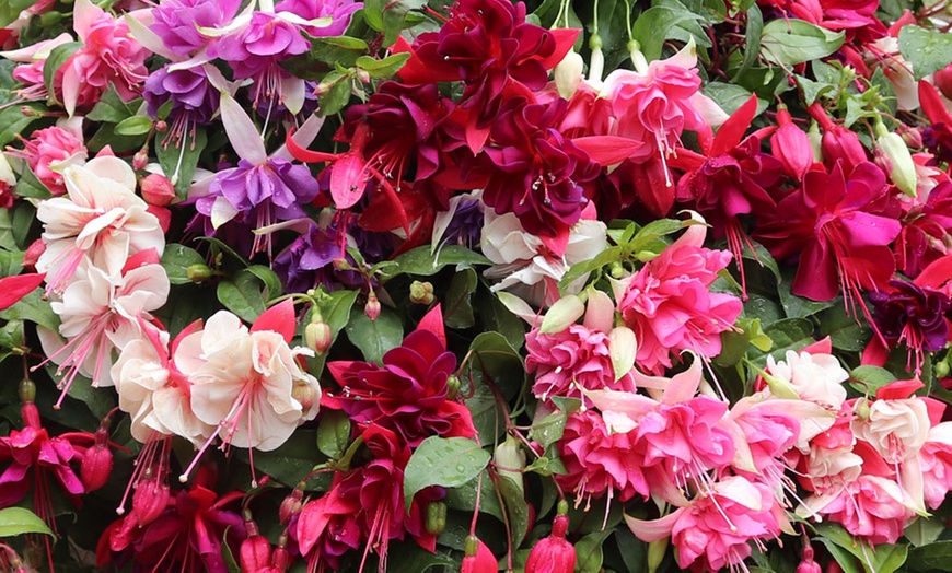 Image 4: Up to 100 Fuchsia Giant Mixed Collection Plants