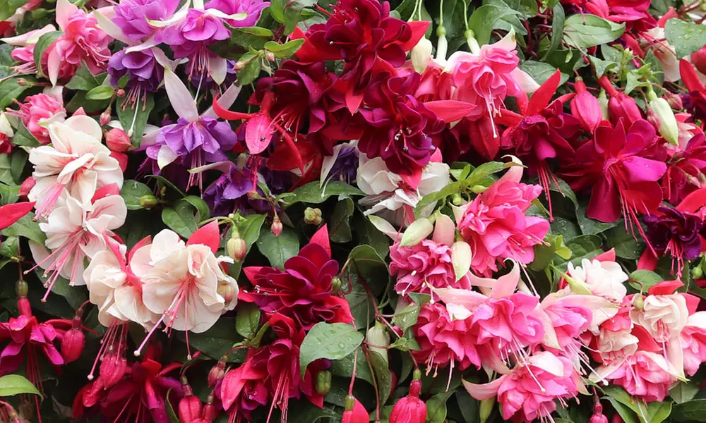 Up to 100 Fuchsia Giant Mixed Collection Plants