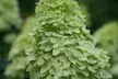 Limelight or Pinky Winky Hydrangea Trees - Large, Beautiful, Show-Stopping Blooms, Outdoor Live Plants, Free Shipping (Up to 24% Off) - Second Medium