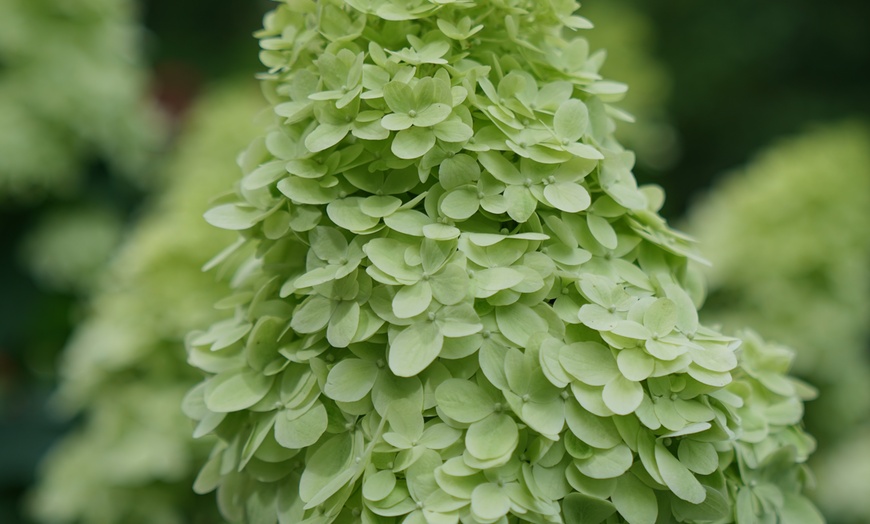 Image 4: Hydrangea Trees - Limelight and Pinky Winky with Free Shipping (Up to 15% Off)