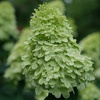 Image 4: Hydrangea Trees - Limelight and Pinky Winky with Free Shipping (Up to 24% Off)