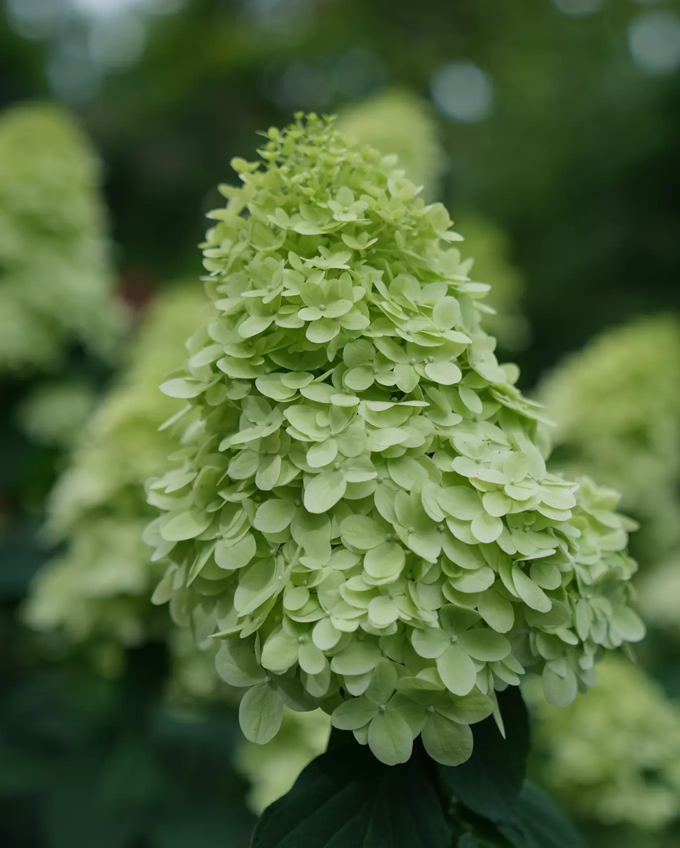 Hydrangea Trees - Limelight and Pinky Winky with Free Shipping (Up to 15% Off)