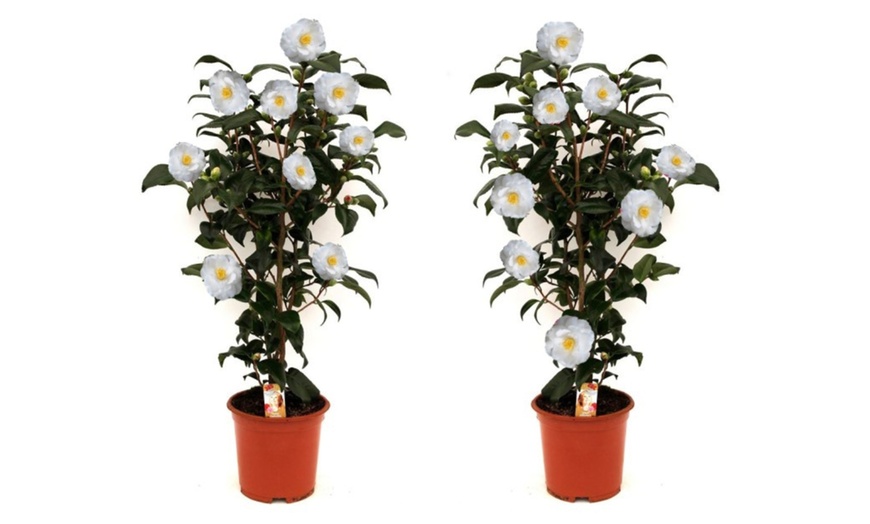 Image 9: 1 ou 2 arbustes de camélia du Japon XL de Gardenzo