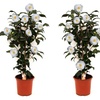 Image 9: 1 ou 2 arbustes de camélia du Japon XL de Gardenzo