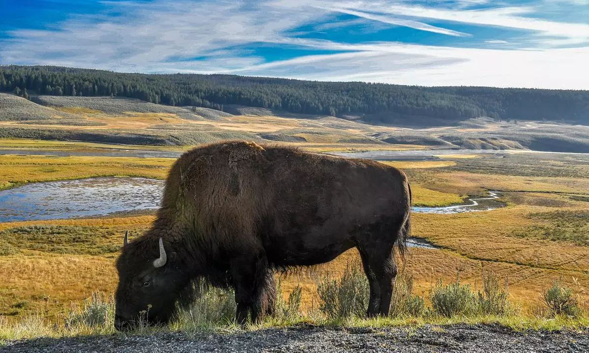 Explore Yellowstone's Full Day Tour with Lunch