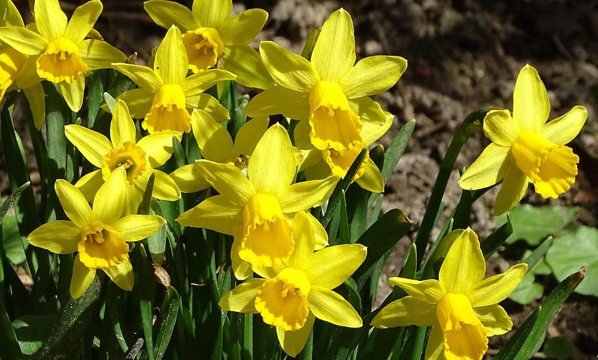 Image 5: Lote de hasta 50 bulbos de narciso Mount Hood, Recurvus o Tête-à-Tête