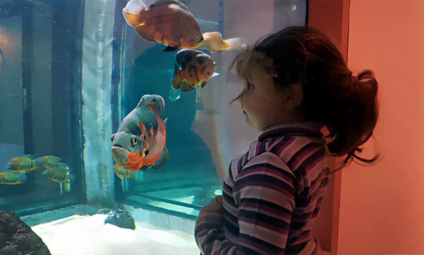 Image 3: Aquarium des Tropiques : voyage magique au cœur des mers exotiques