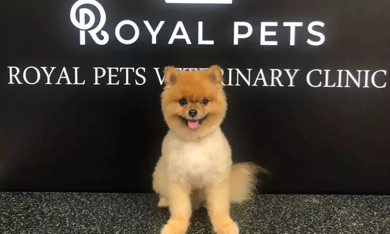 Dog / Cat Medical Check Up w/ Optional Deworming or Annual Vaccination