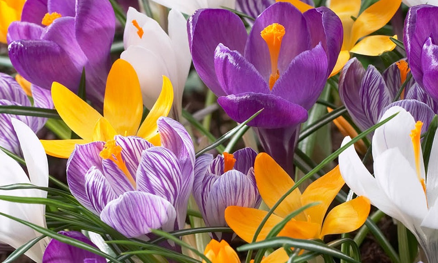 Image 1: 30 or 60 Bulbs of Mixed Species Crocus Spring Flowering Bulbs