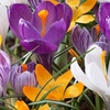 Image 1: 30 or 60 Bulbs of Mixed Species Crocus Spring Flowering Bulbs