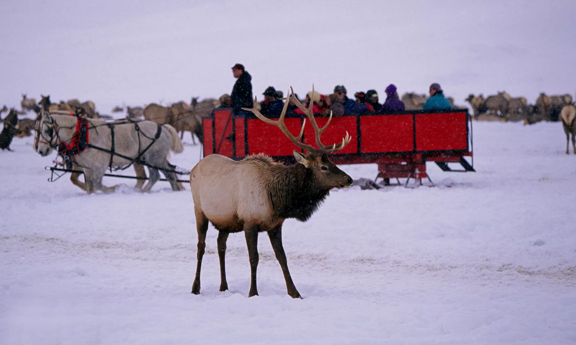 4- or 8-Hour or Full- or 4-Day Grand Teton and Yellowstone Tours from BrushBuck Wildlife Tours; Price per Person - Primary Image
