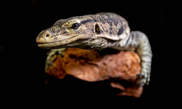 What to expect media