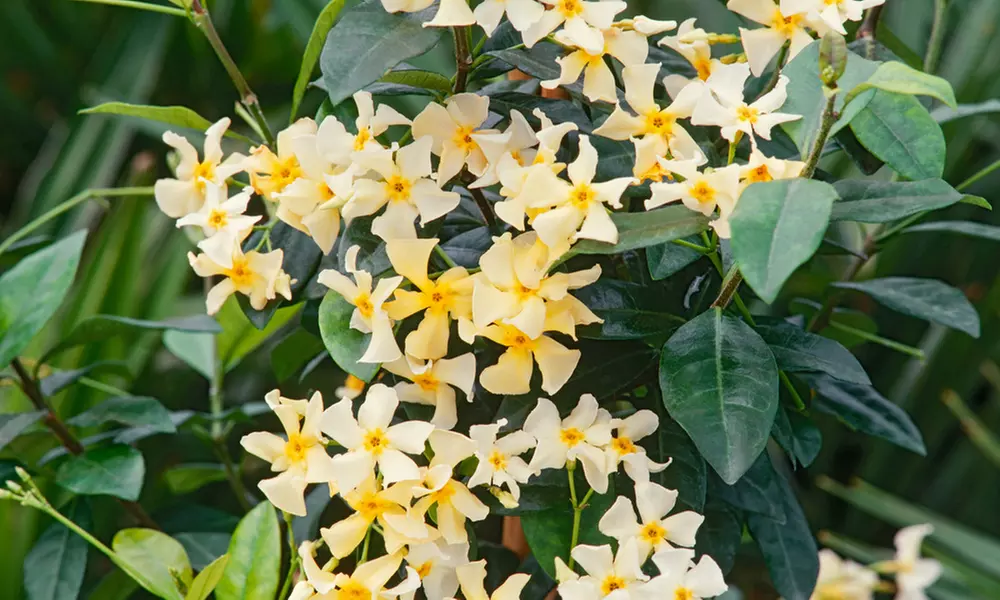 Set de 1 o 2 plantas de jazmín toscano XXL, de Gardenzo