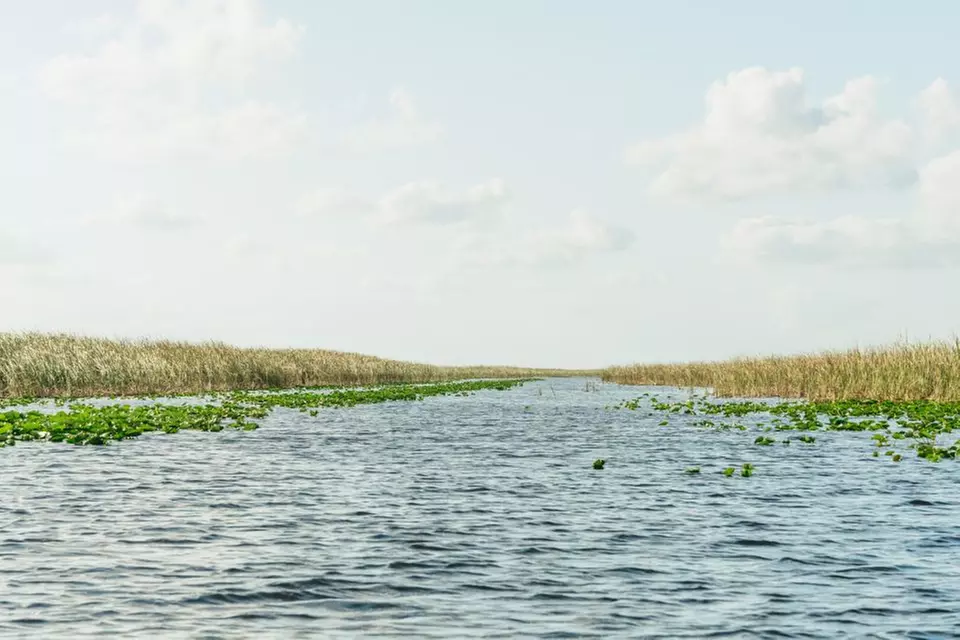 Everglades Experience: Airboat Tour & Wildlife Show ( 20% Off)