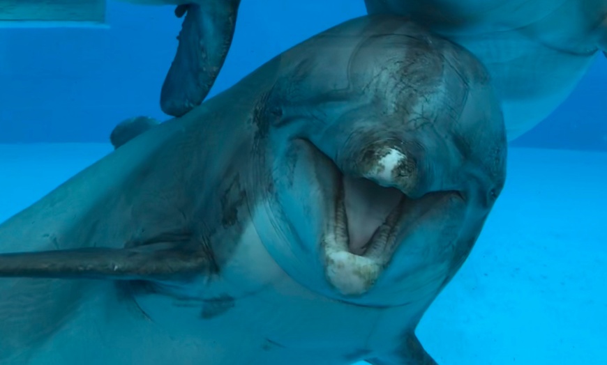 Image 3: Ontdek de dieren van de zee en neem zelf een duik in het Dolfinarium