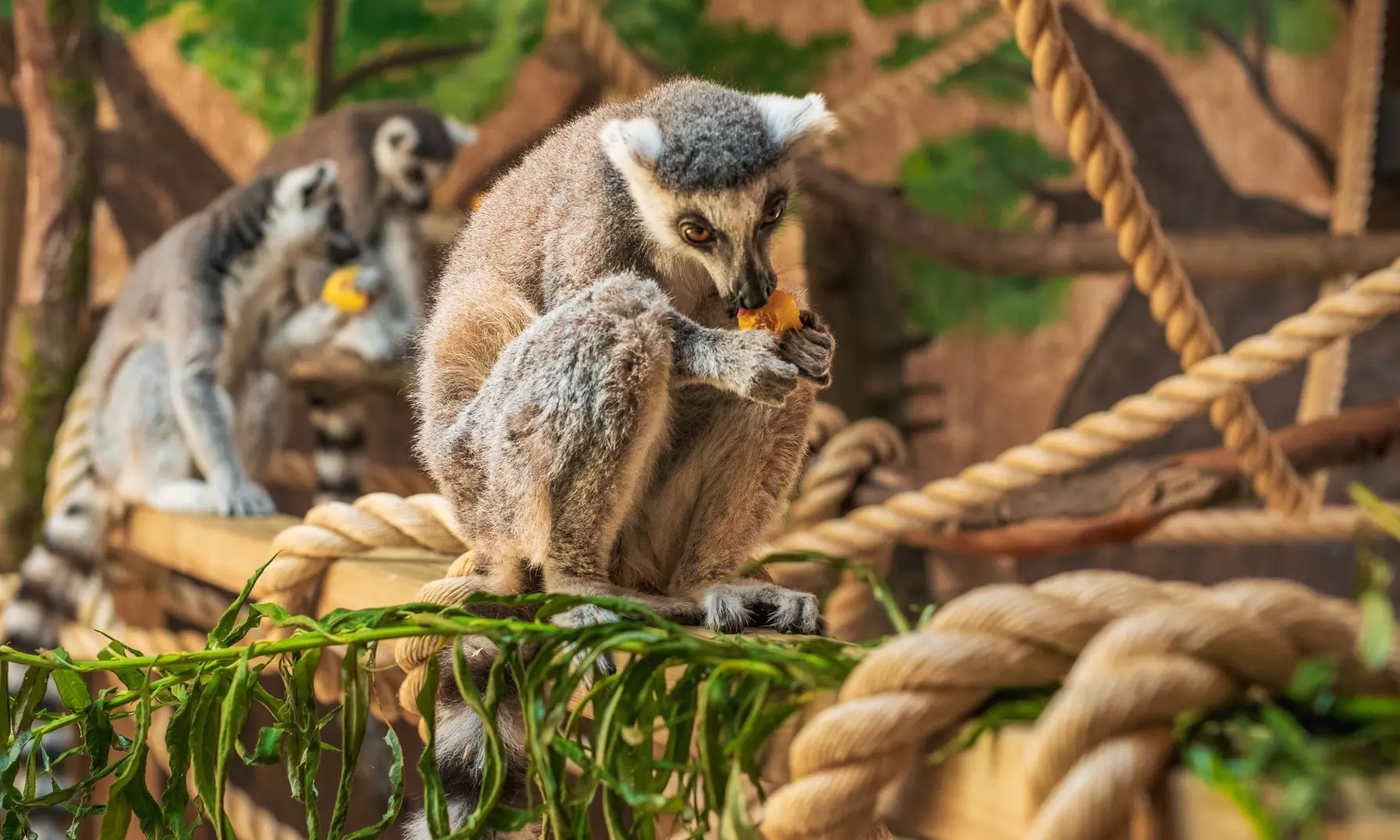 Entry to The Meadows Wildlife Park – Tickets for 2, 3, 4 or 6