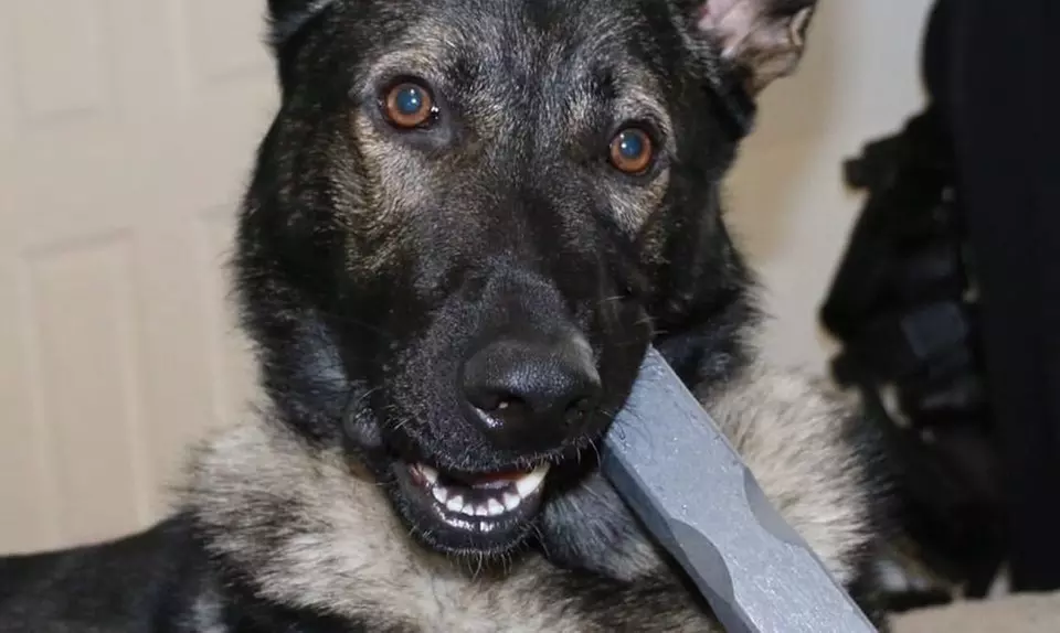 $5 for $10 E-Gift Card from Bulletproof Pet Products  - Second Medium