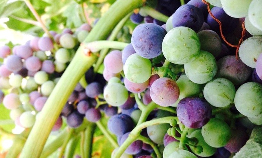 Image 19: Visita guiada a bodega para 2 o 4 con cata de 3 vinos y aperitivo