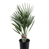 Image 3: 1 ou 2 plants de palmiers Chamaerops Humilis en pot