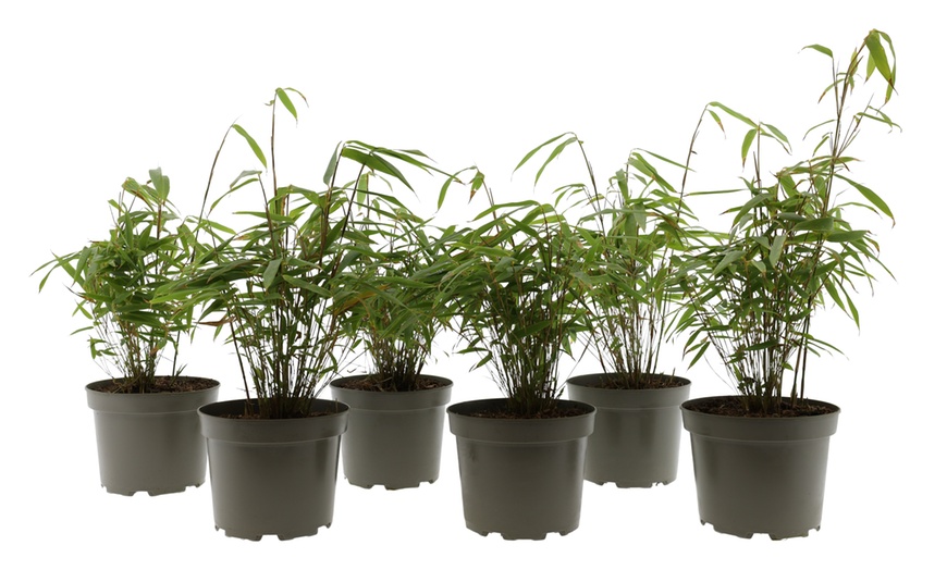 Image 8: Bambou Fargesia, non invasif