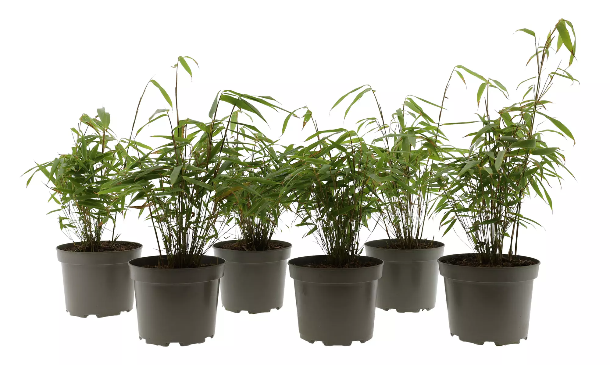 3x - 6x GARDENZO Bambus Asian Wonder, Rufa oder Red Dragon