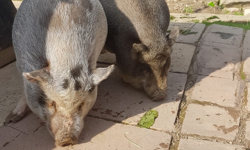 Image 8: Entry to Totnes Rare Breeds Farm with Summer Availability
