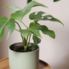 Image 3: Lot de 2 plantes Monstera Minima ou Monkey-Mask