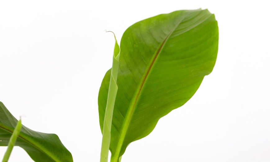 Image 2: Musa Basjoo, Rootz