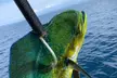 Join Rockenreel Sportfishing for a Memorable 2 or 5-Hour Fishing Trip for Up to Four People (Up to 23% Off) - Second Medium