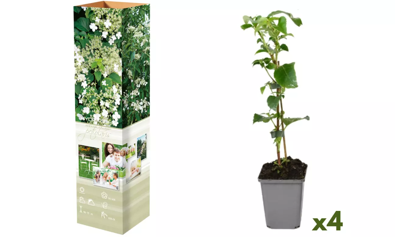 Plantas hortensias trepadoras