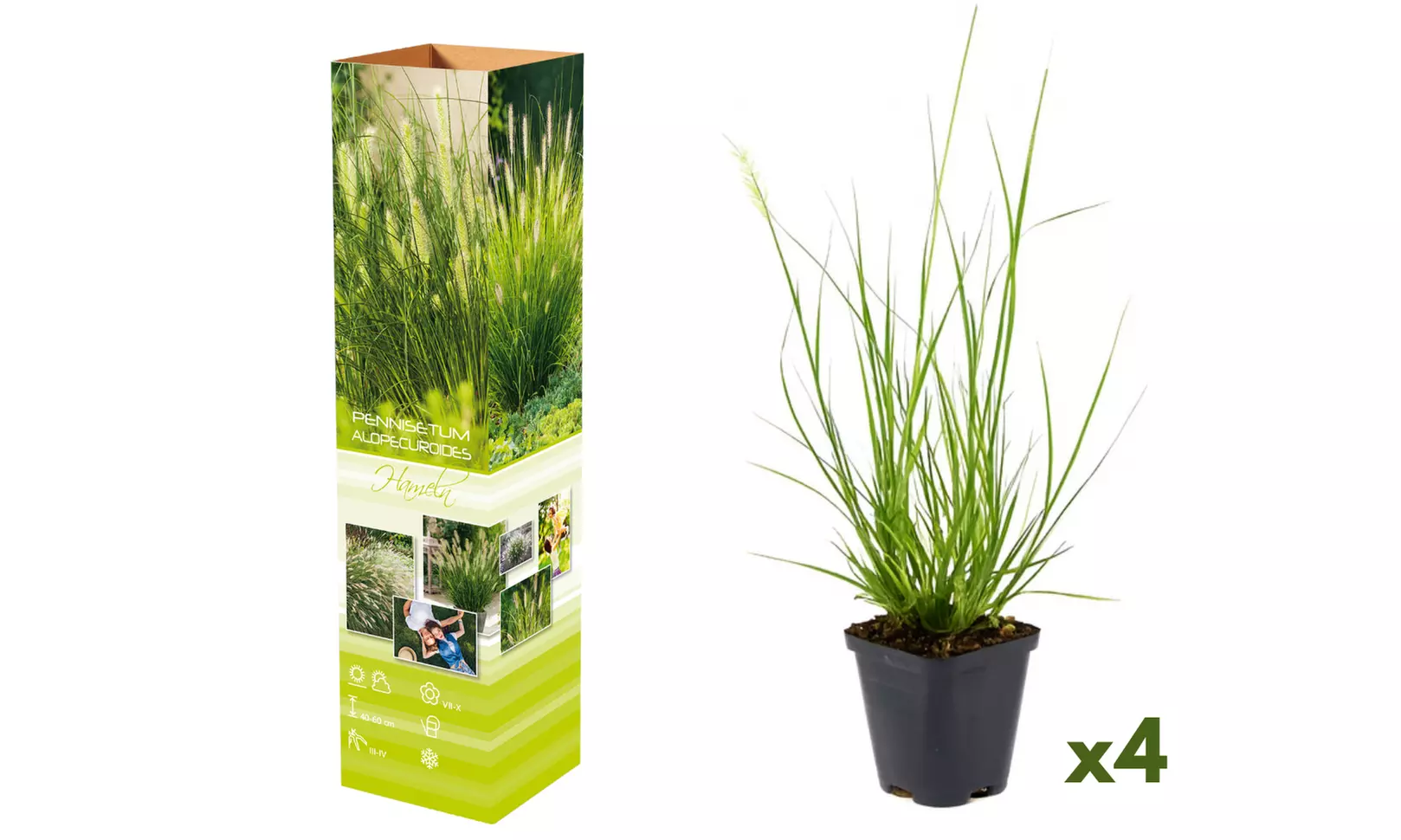 Set van 4 of 8 Lampenpoetsergras planten