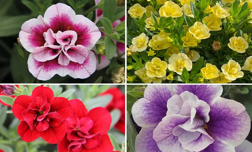 Image 1: YouGarden 12 Packs of Double-Flowering Calibrachoa Collection